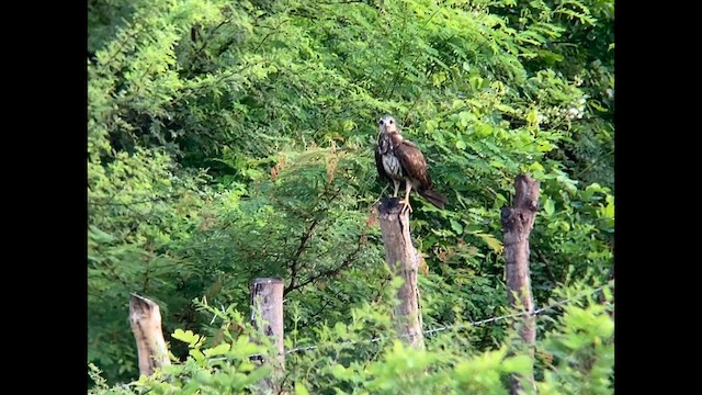 Snail Kite - ML611221520
