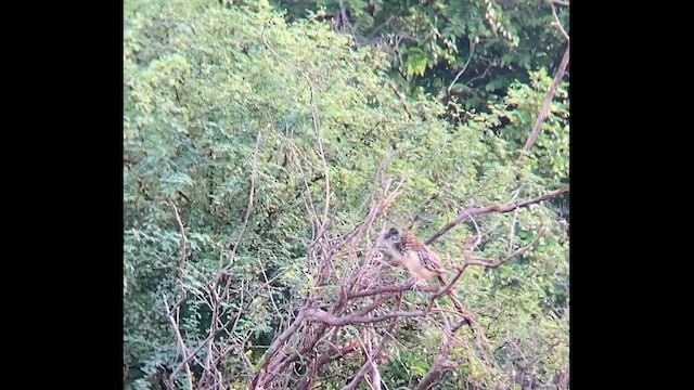 Lesser Roadrunner - ML611221528