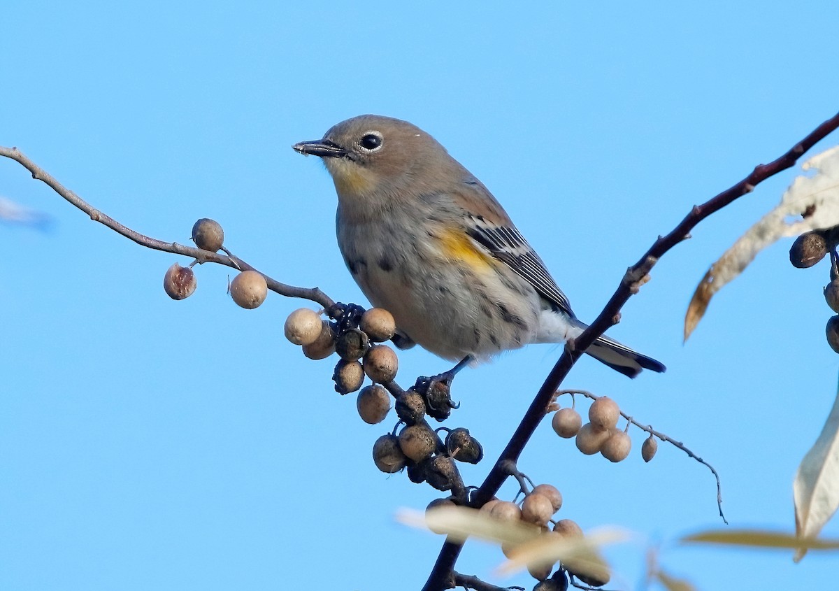 Yellow-rumped Warbler - Mark  Ludwick