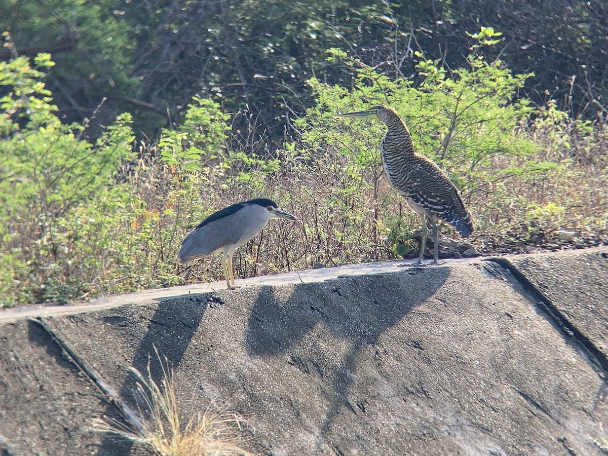 Bare-throated Tiger-Heron - ML611221531