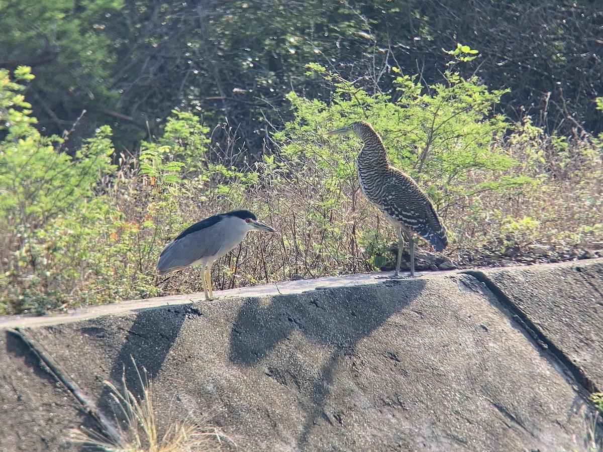 Bare-throated Tiger-Heron - ML611221532