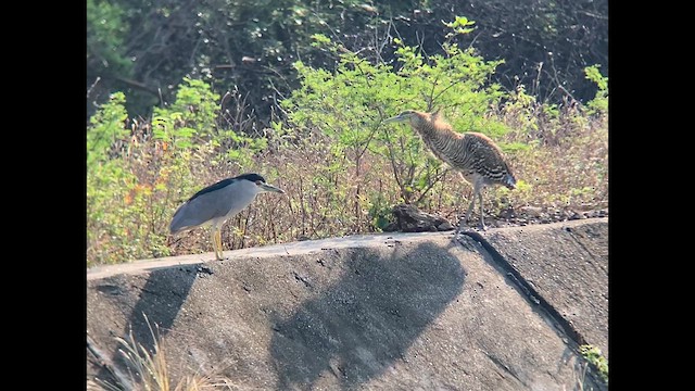 Bare-throated Tiger-Heron - ML611221533