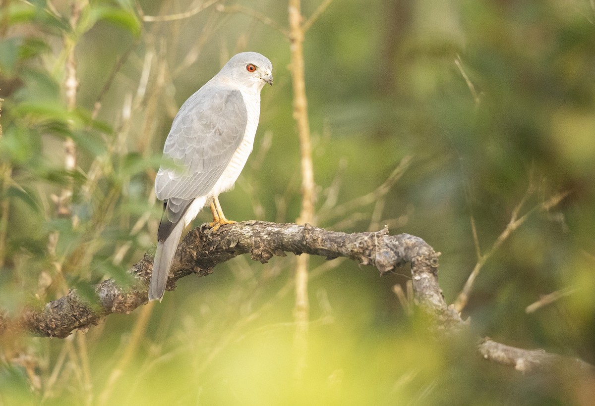 Shikra - Vinit Bajpai