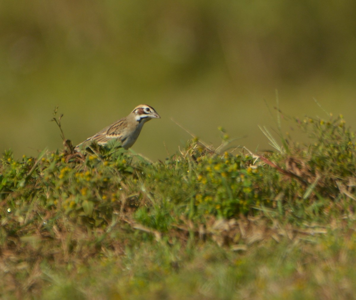 Lark Sparrow - ML611221641