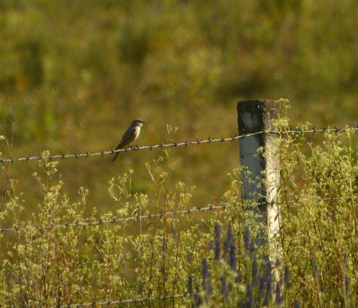 Say's Phoebe - ML611221645