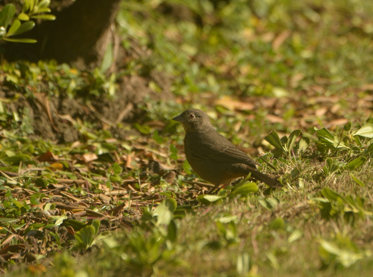 Canyon Towhee - ML611221650