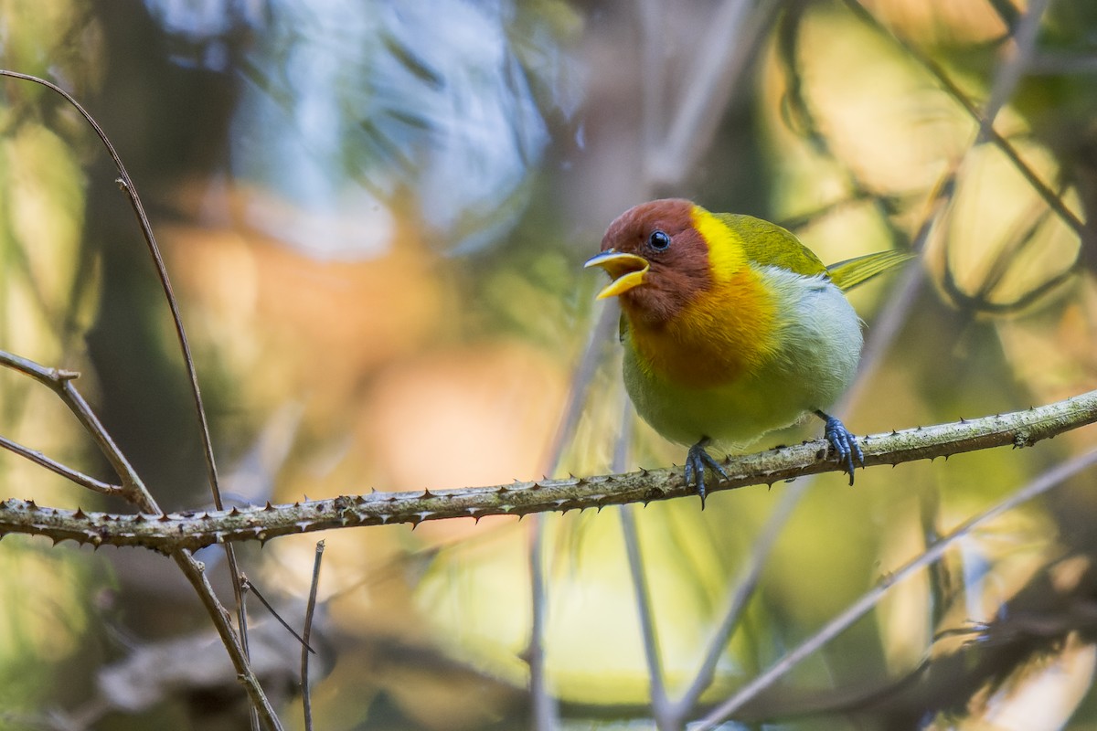 Rufous-headed Tanager - Marcelo  Telles