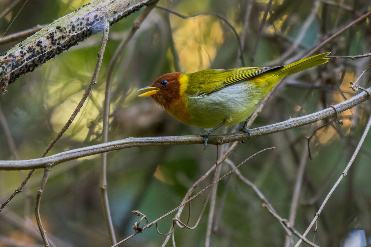 Rufous-headed Tanager - Marcelo  Telles