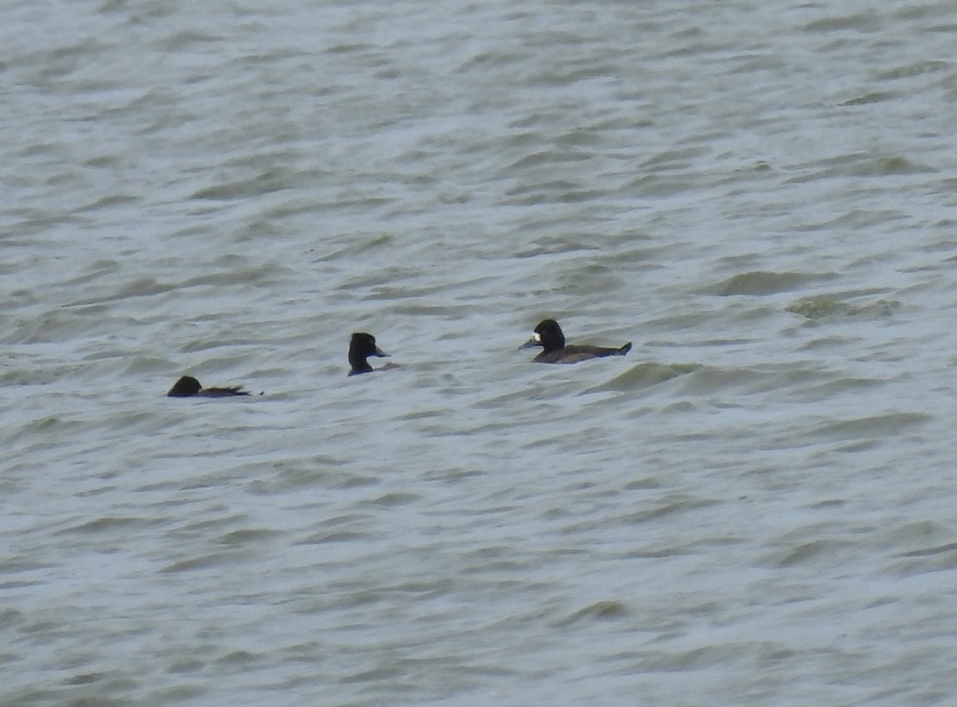 Lesser Scaup - ML611221724