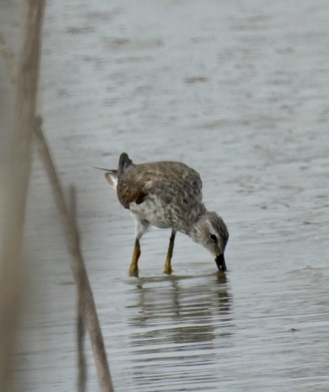 Stilt Sandpiper - ML611221741