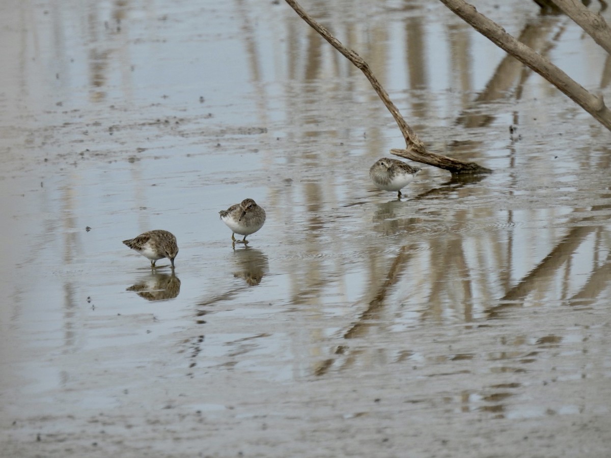 Least Sandpiper - ML611221744