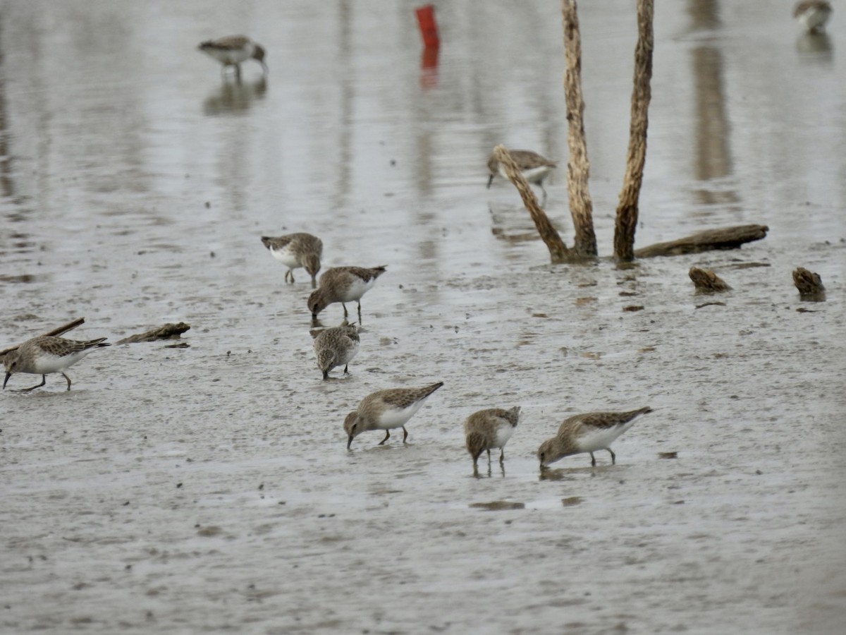 Least Sandpiper - ML611221745