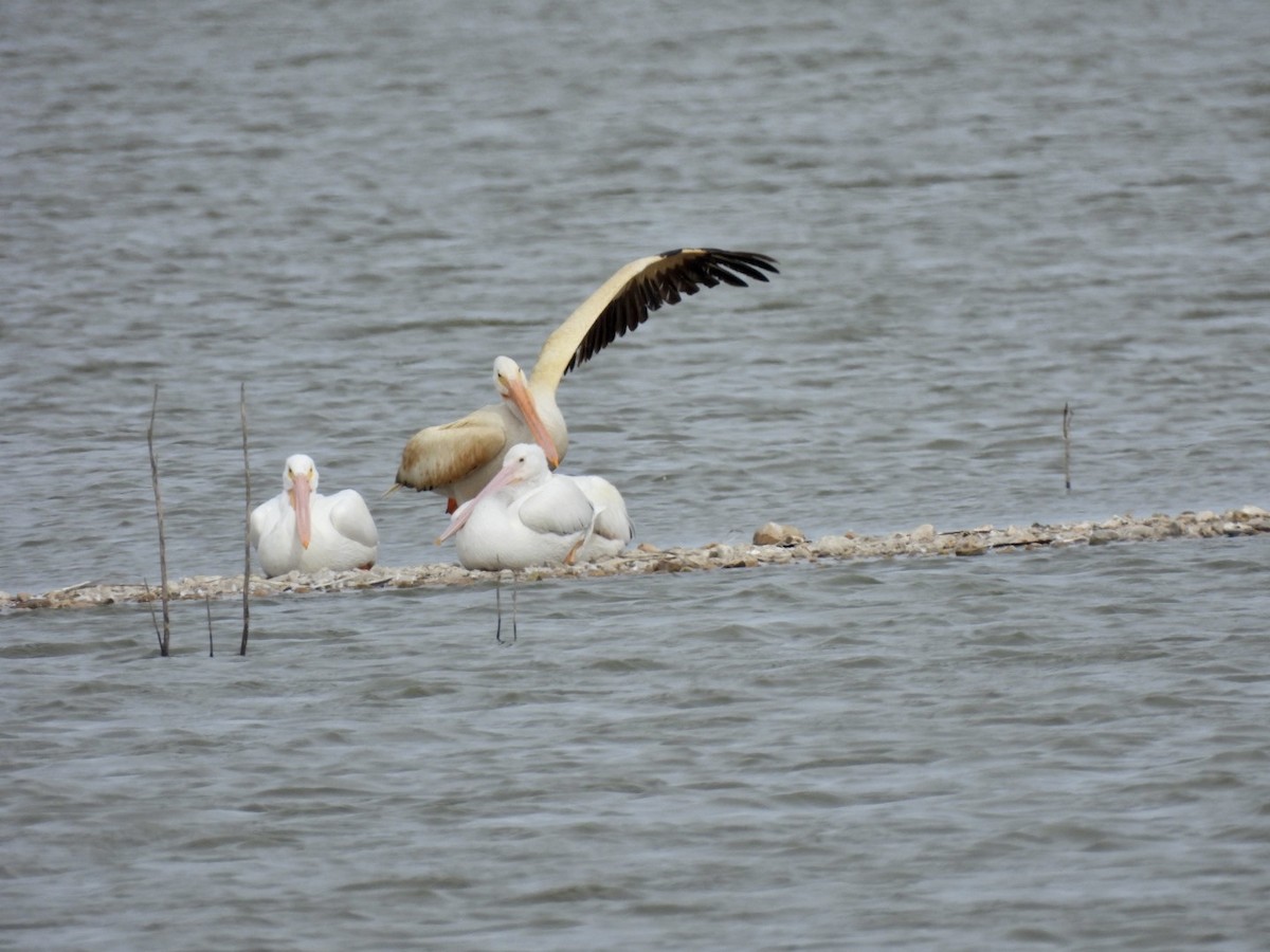 American White Pelican - ML611221751