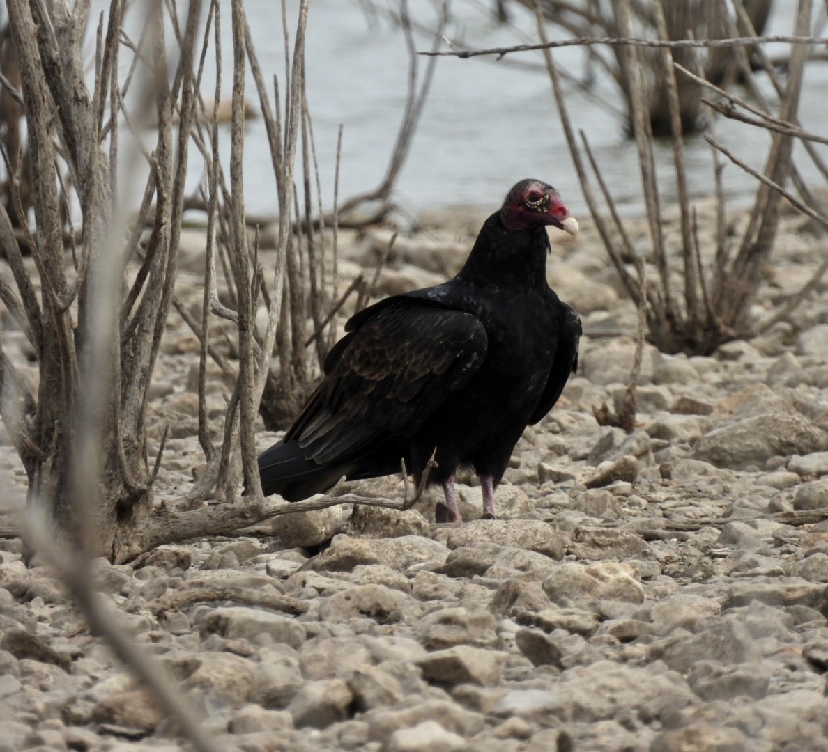 Turkey Vulture - ML611221752