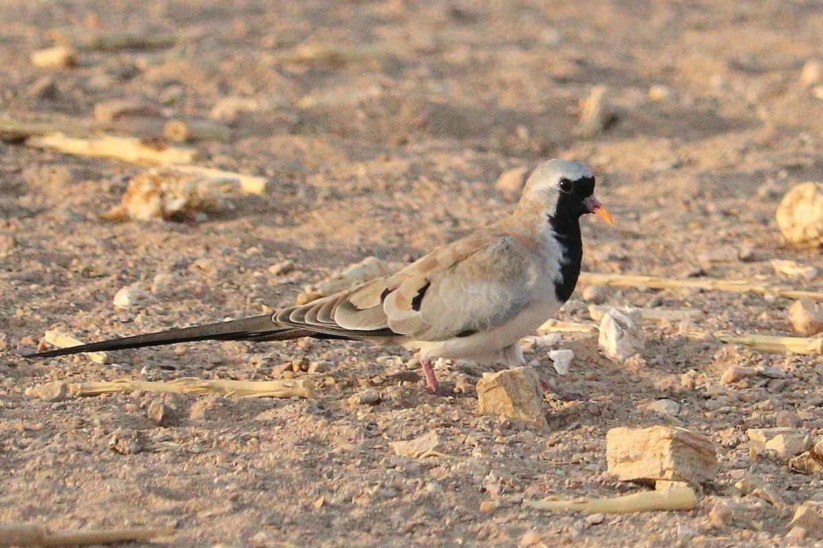 Namaqua Dove - Ismael Khalifa