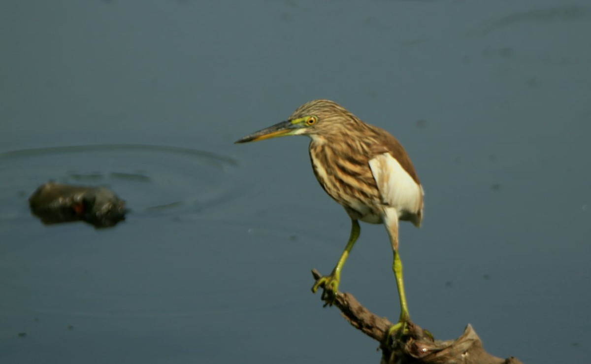 Indian Pond-Heron - ML611221784
