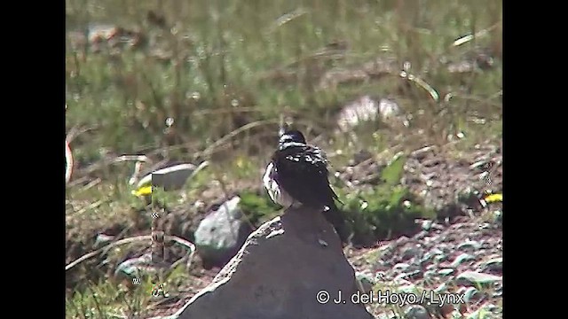 Golondrina Barranquera - ML611221820