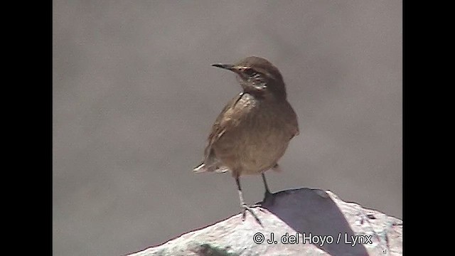 Buff-winged Cinclodes - ML611221824