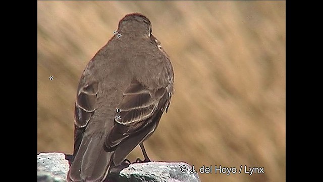 Buff-winged Cinclodes - ML611221825