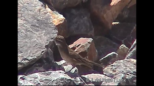 Buff-winged Cinclodes - ML611221826