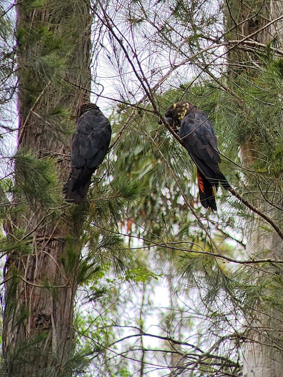 Glossy Black-Cockatoo - ML611221841