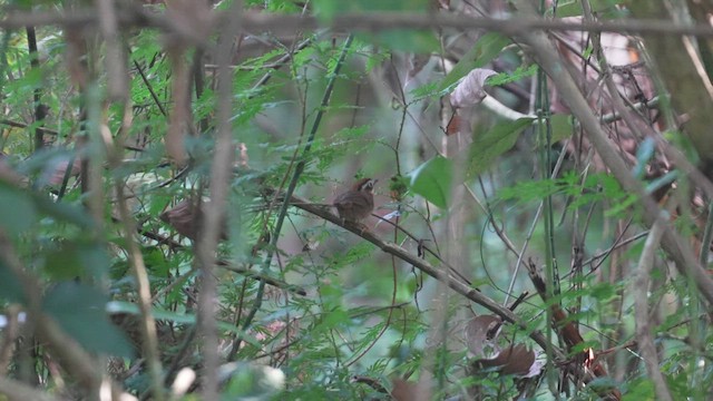 Rufous-throated Fulvetta - ML611221896