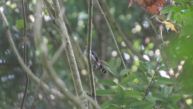 Gray-lored Broadbill - ML611221902