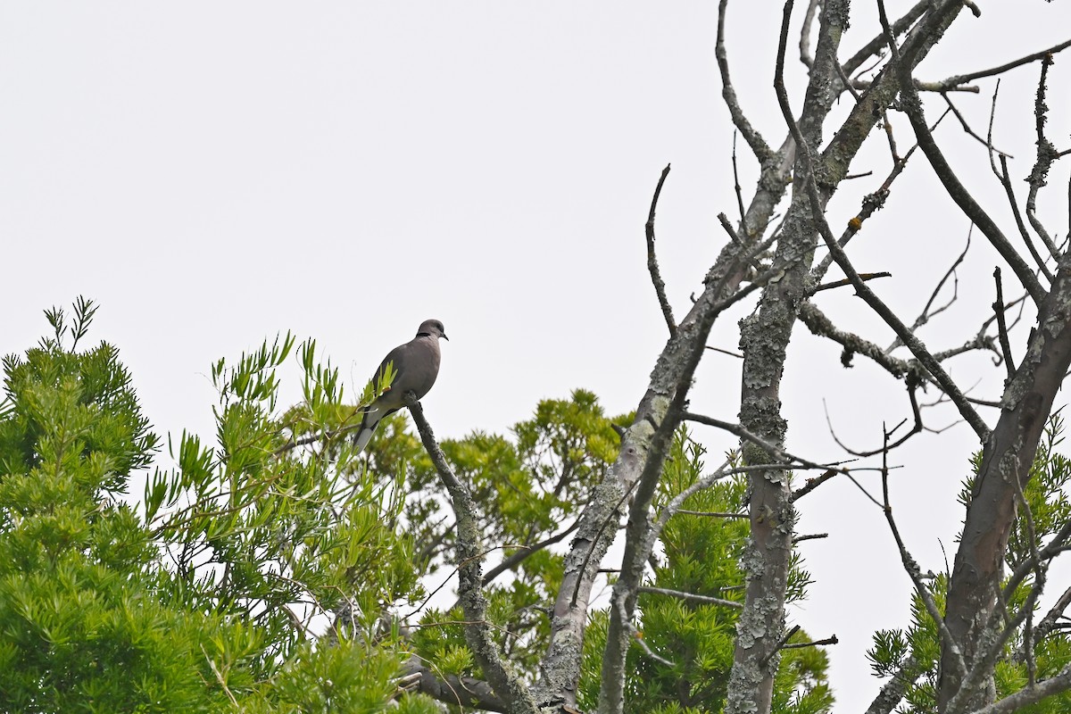 Red-eyed Dove - ML611221953