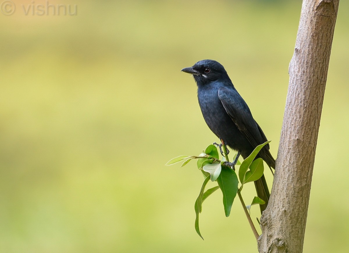 Black Drongo - ML611222006