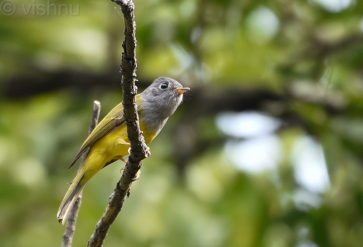 Gray-headed Canary-Flycatcher - Vishnu Sagar