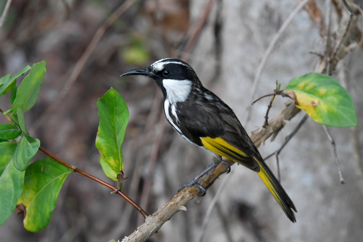 White-cheeked Honeyeater - ML611222042