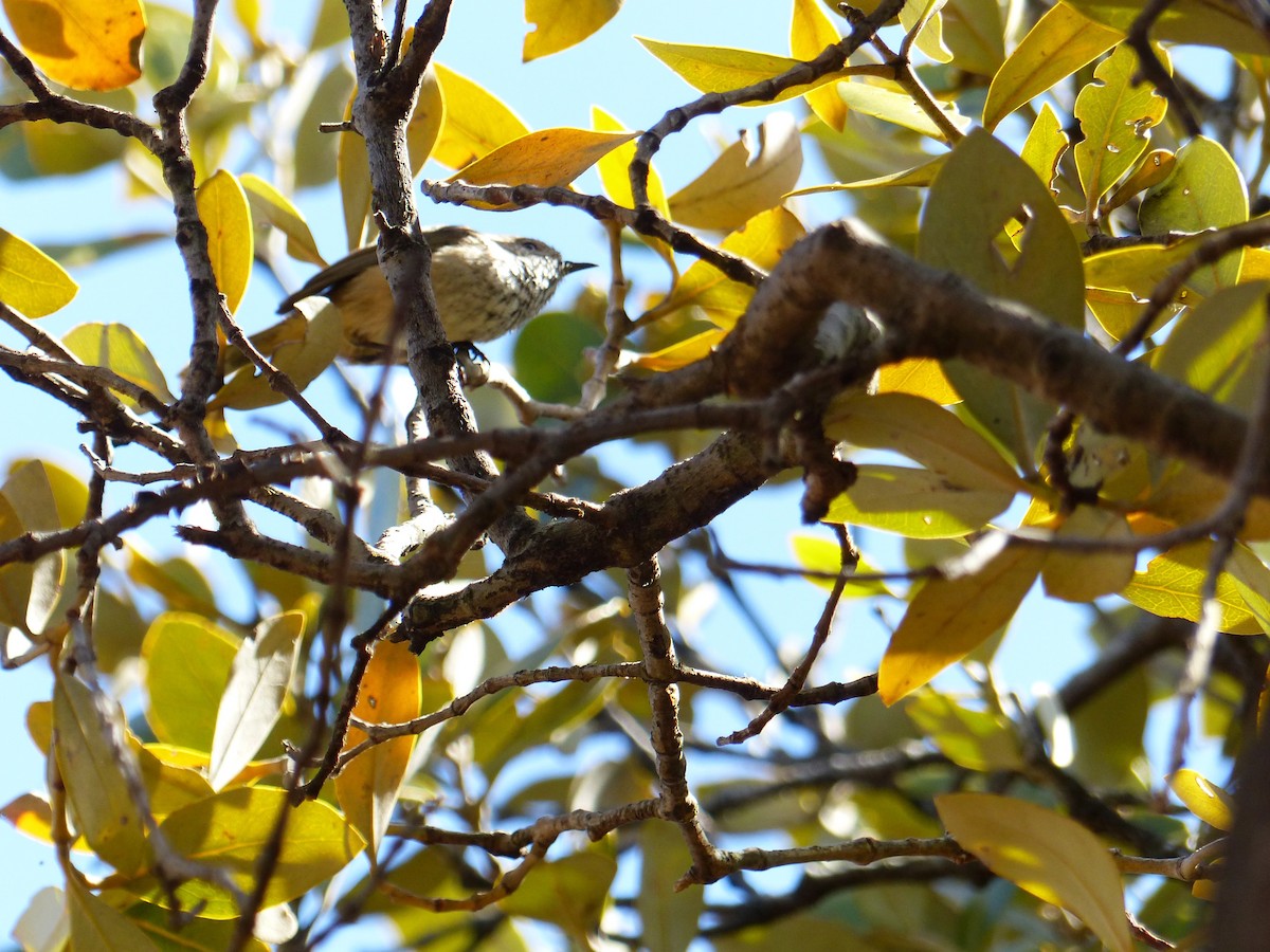 Slender-billed Thornbill - ML611222047