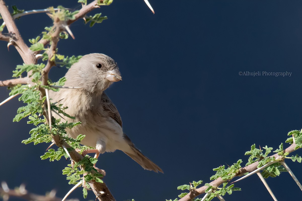 Serin d'Arabie - ML611222107