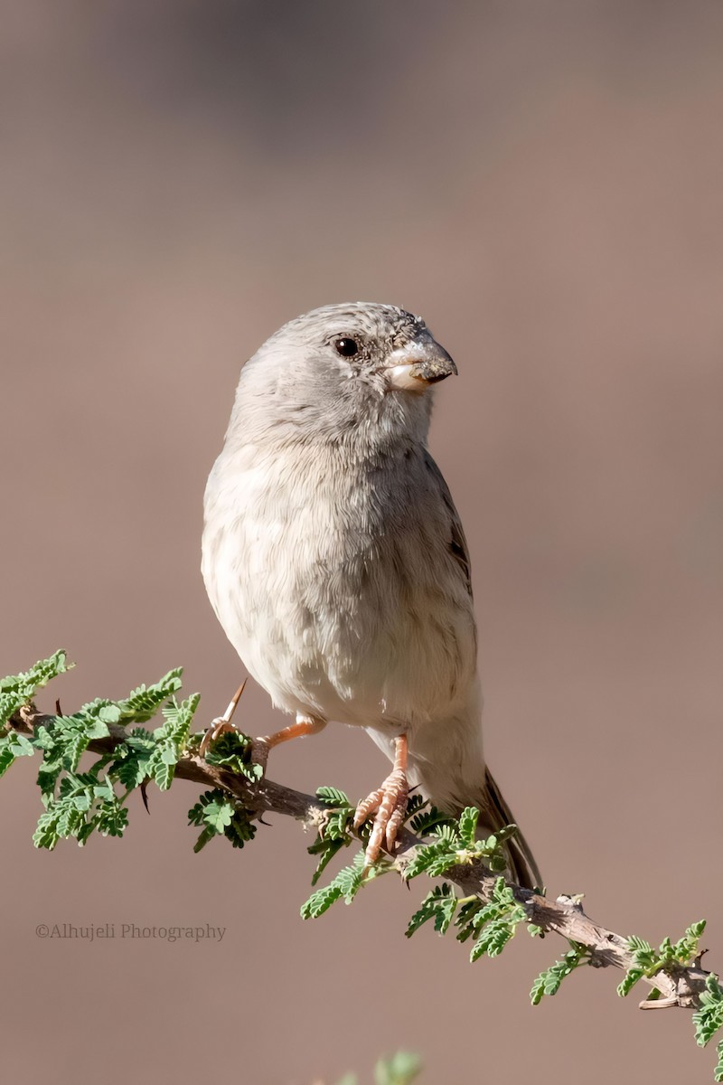 Olive-rumped Serin - ML611222114