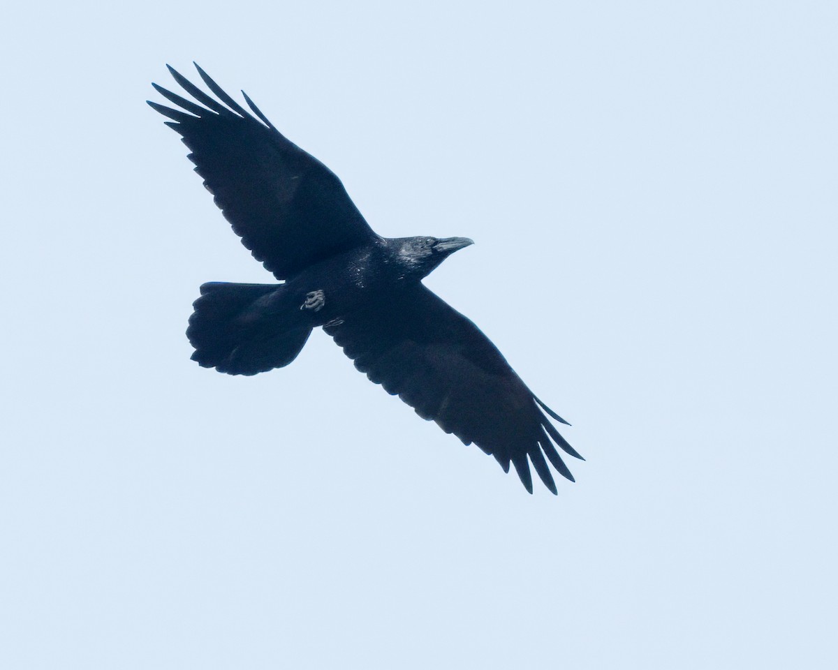 Common Raven - ML611222157