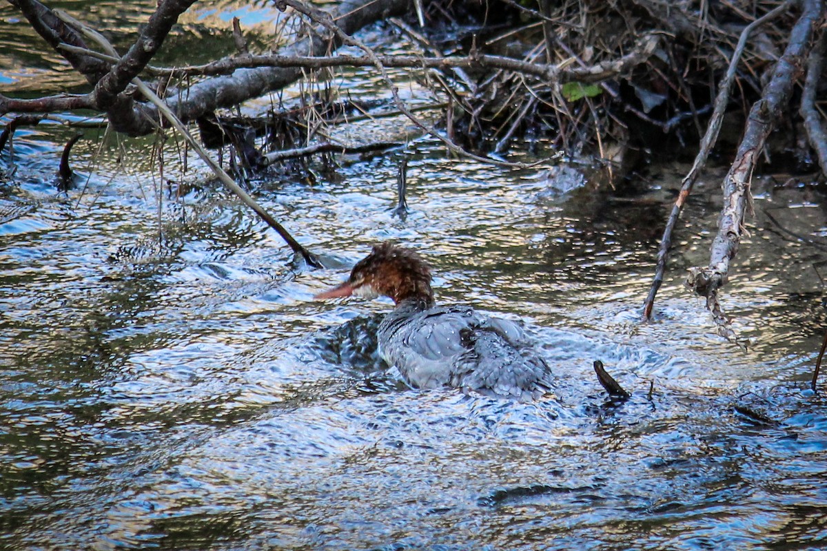 Common Merganser - ML611222328