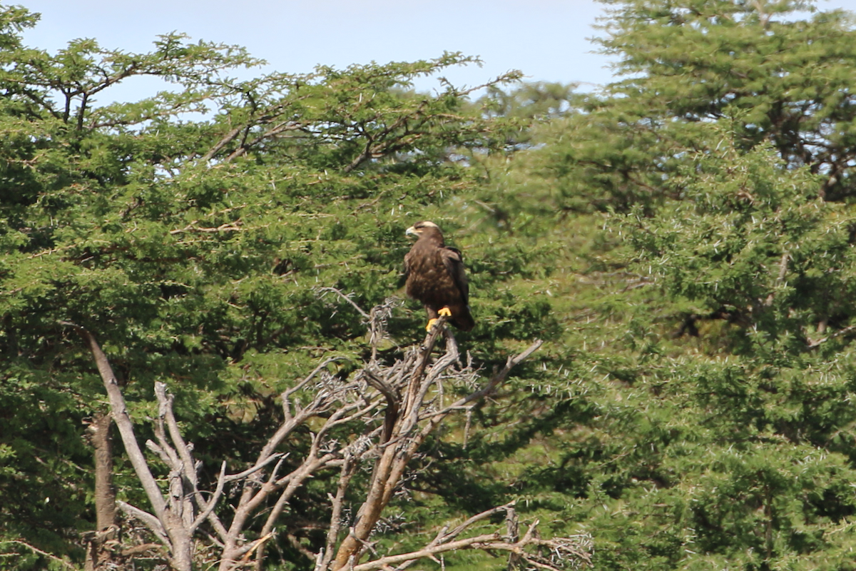 Aigle des steppes - ML611222336