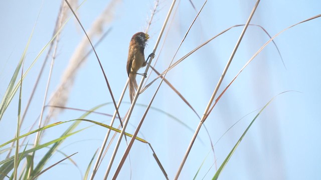 Black-breasted Parrotbill - ML611222394