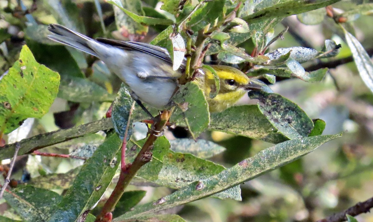 Townsend's Warbler - ML611222415