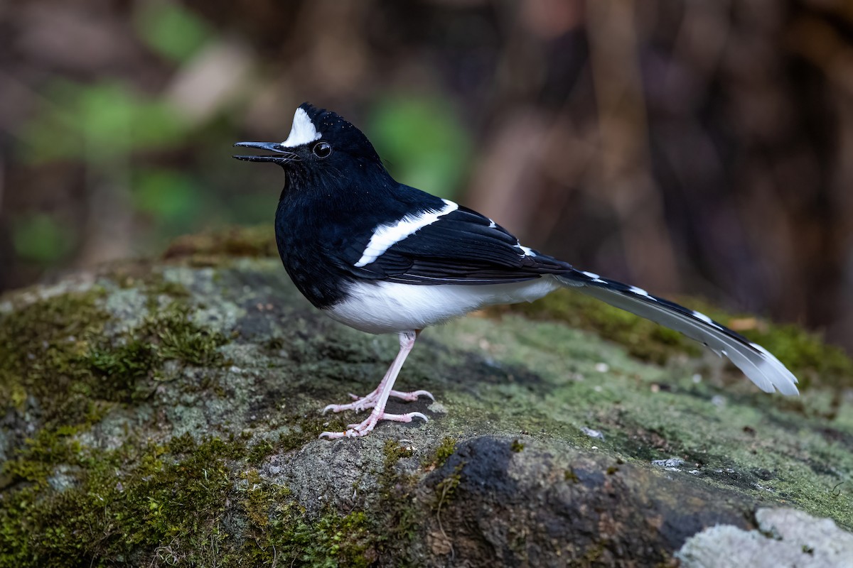 White-crowned Forktail - ML611222440