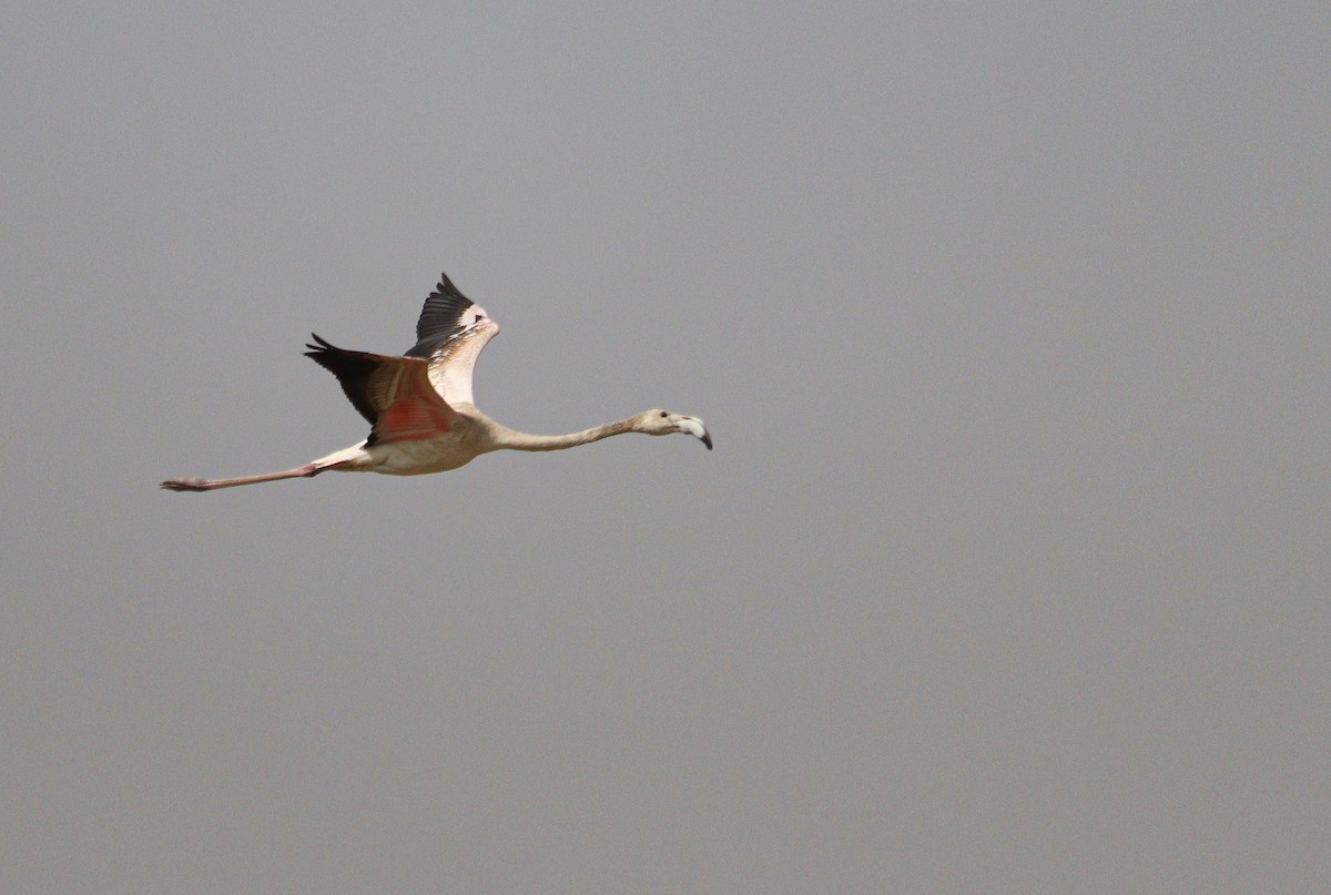 Greater Flamingo - ML611222449