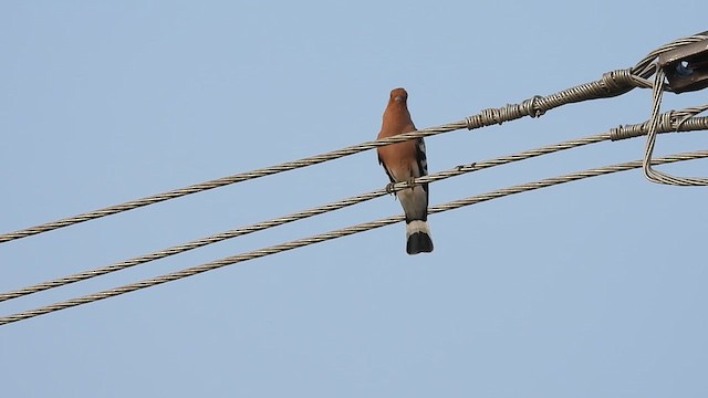 Eurasian Hoopoe - ML611222477