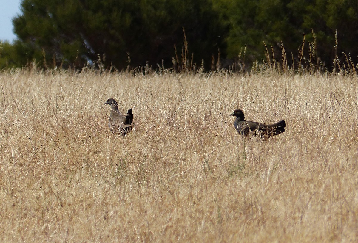 Black-tailed Nativehen - ML611222532