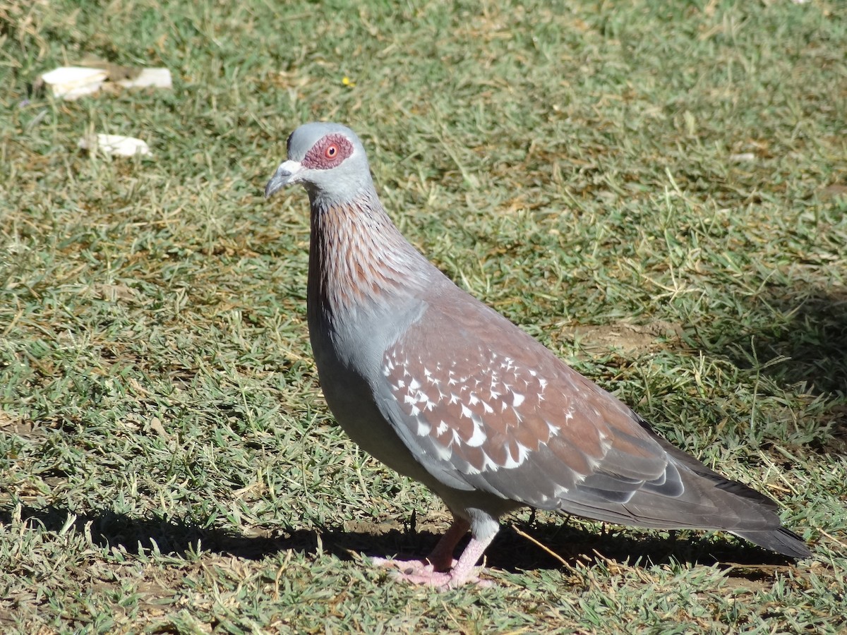 Speckled Pigeon - ML611222540