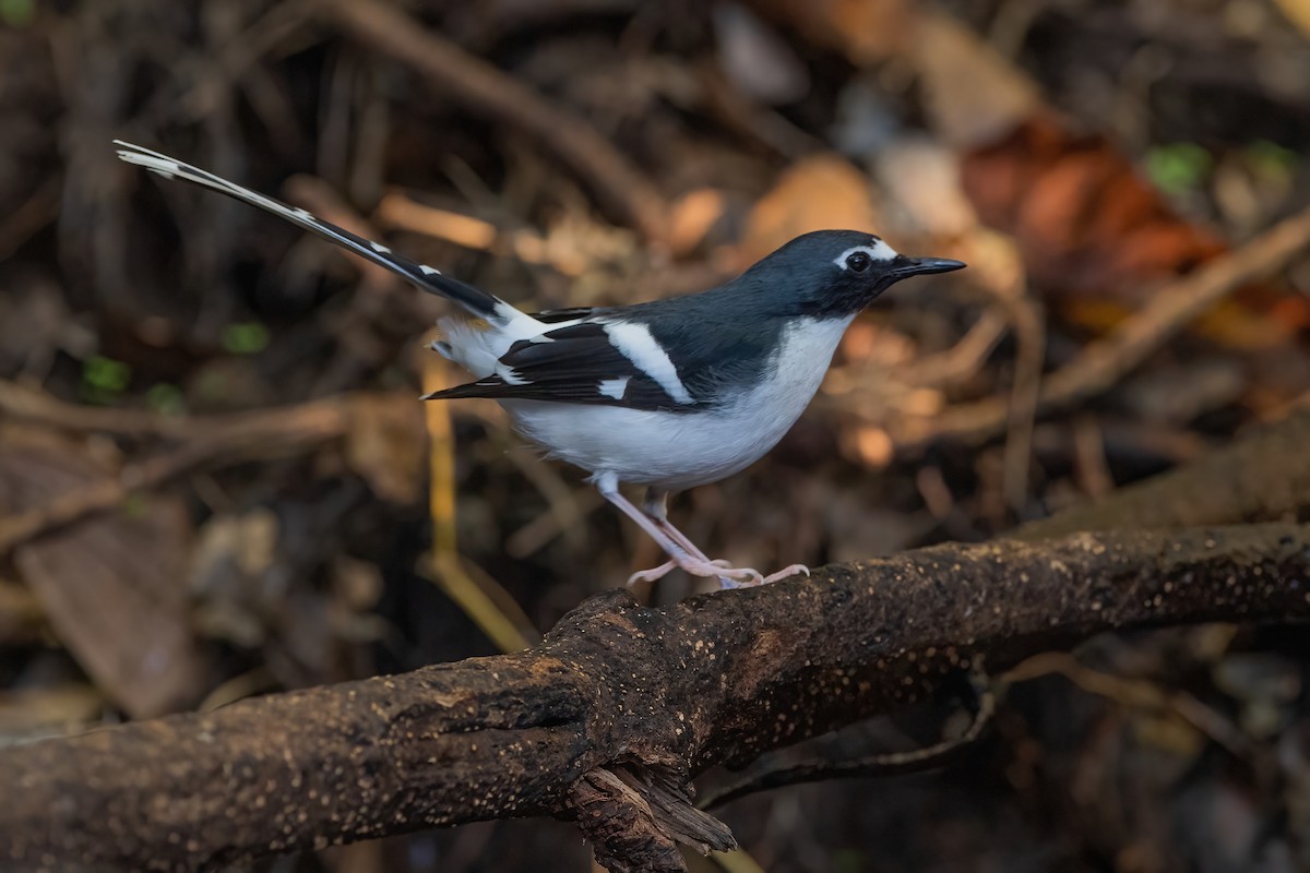 Slaty-backed Forktail - Ngoc Sam Thuong Dang