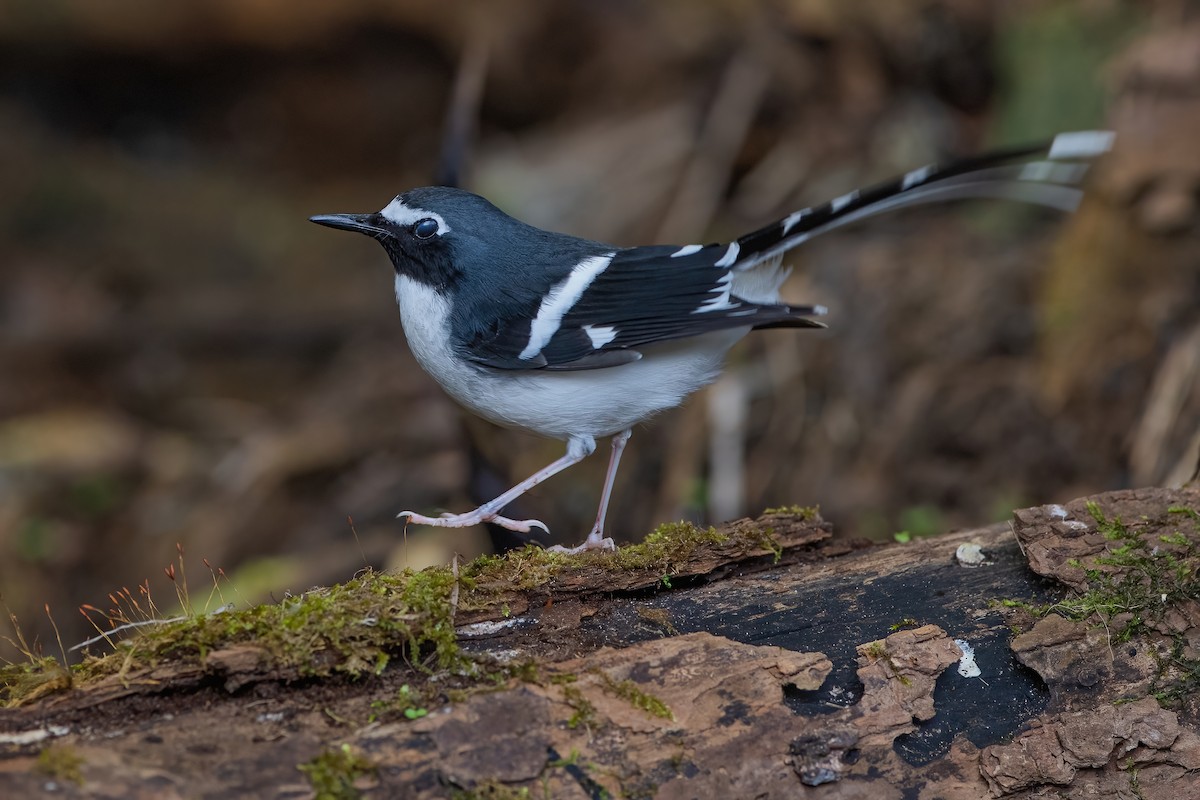 Slaty-backed Forktail - Ngoc Sam Thuong Dang