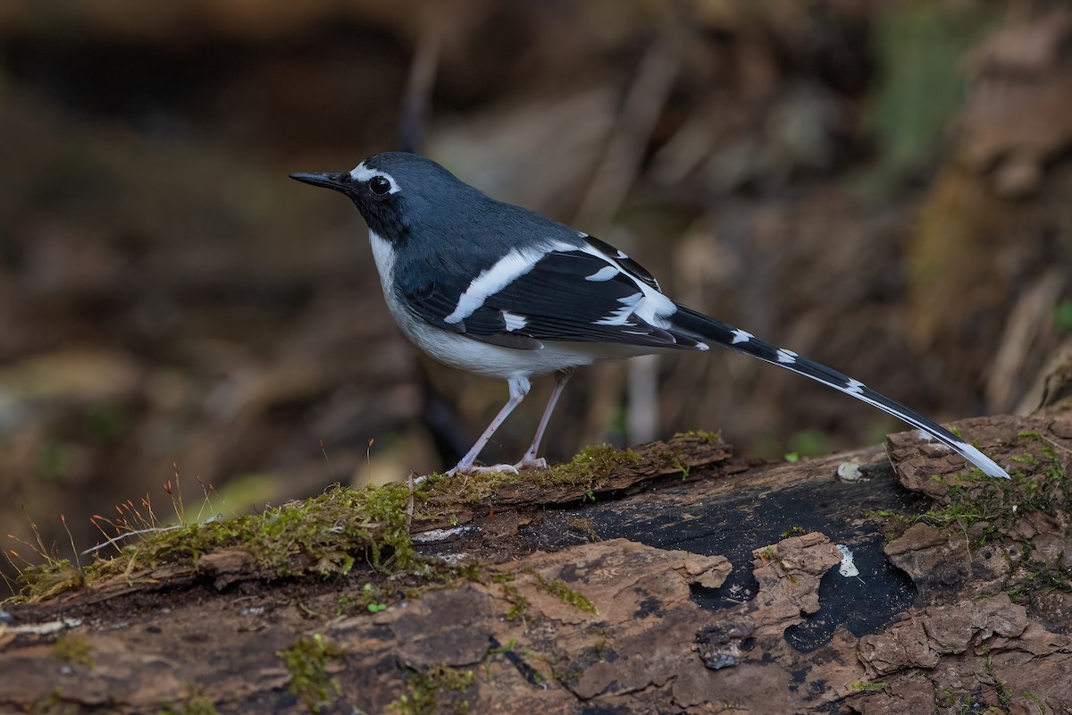 Slaty-backed Forktail - Ngoc Sam Thuong Dang