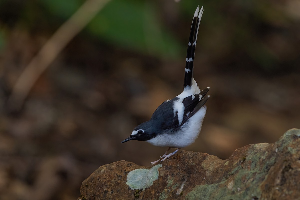 Slaty-backed Forktail - Ngoc Sam Thuong Dang