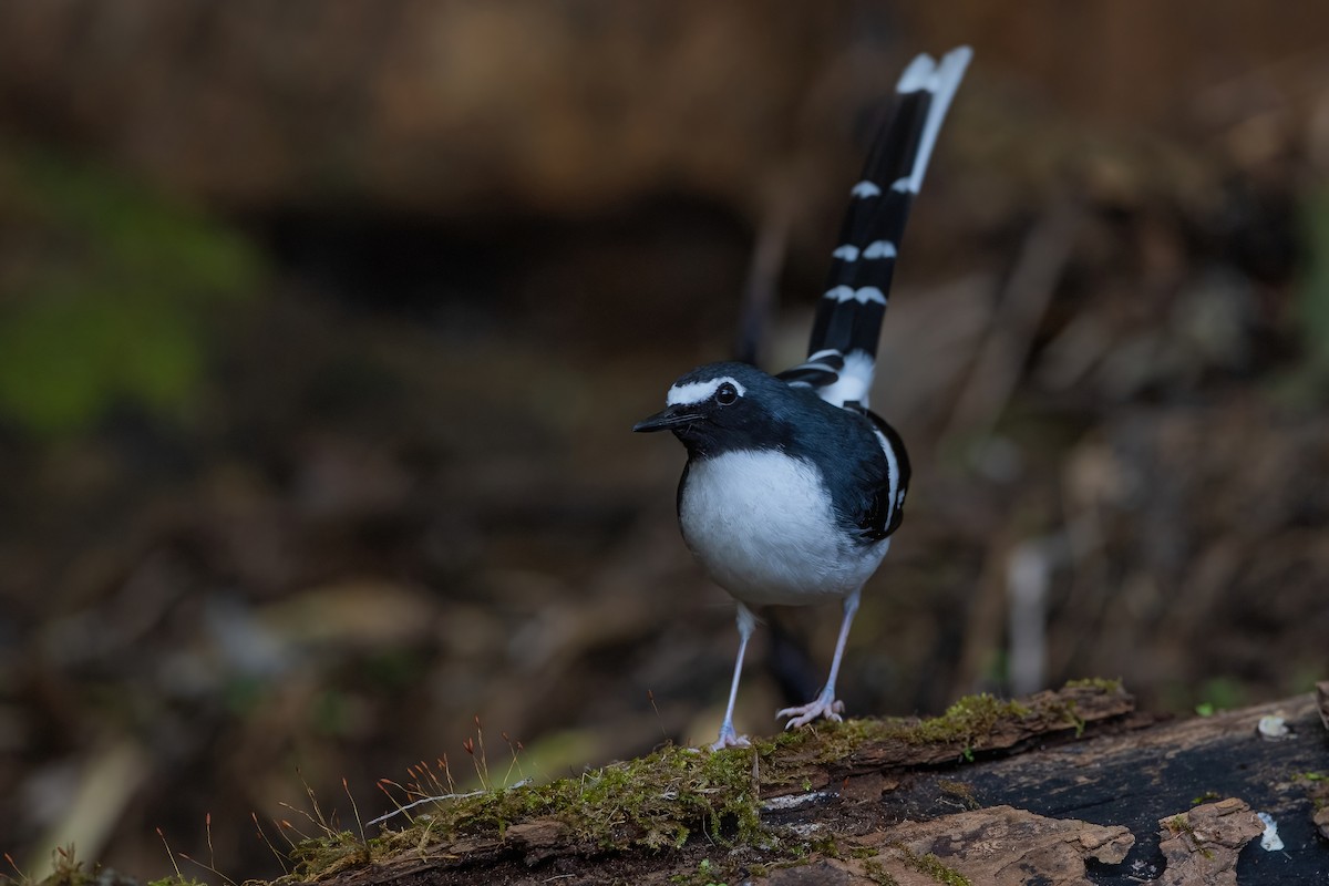 Slaty-backed Forktail - Ngoc Sam Thuong Dang