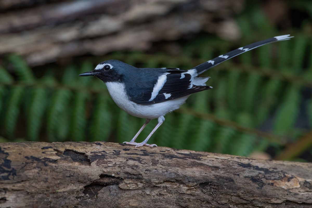 Slaty-backed Forktail - Ngoc Sam Thuong Dang